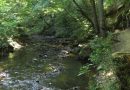 18.08.2025 – Baybachklamm 2/2: Schmausemühle –> Burgen
