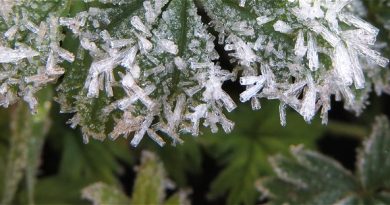 Winter 2025/2026 an der Mosel