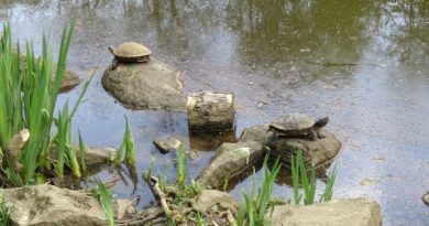 17.04.2026 – Vom Remstecken nach Güls