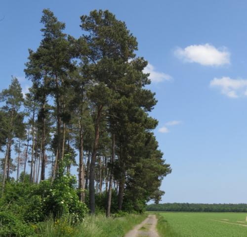 MoenchsheideLandschaft2023-005