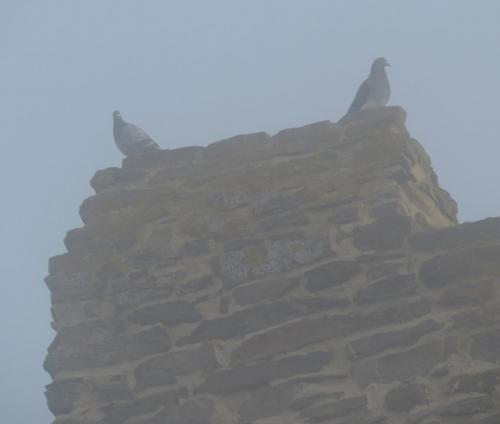 Kobern-Gondorf-Burg-und-Nebel2023-008