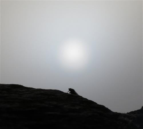 Kobern-Gondorf-Burg-und-Nebel2023-011