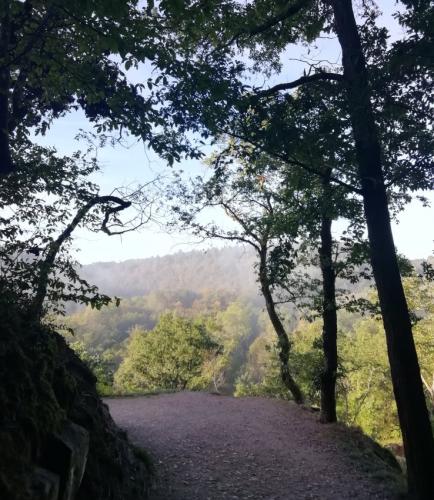 Burg-Eltz-mit-Nebel2023-005