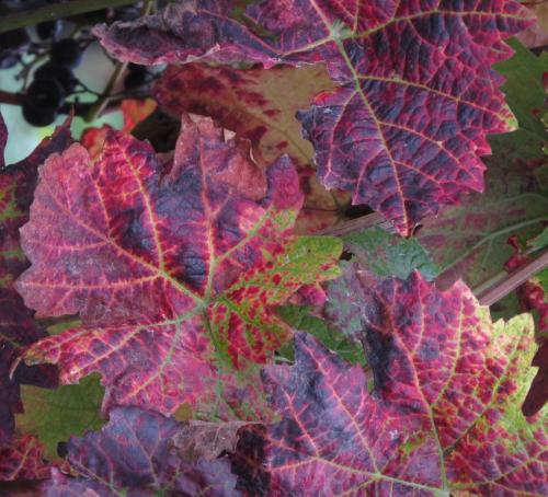 HerbstfarbenMosel2023-004