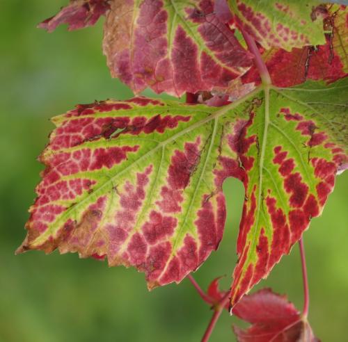 HerbstfarbenMosel2023-008