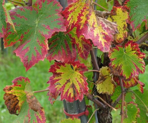 HerbstfarbenMosel2023-011