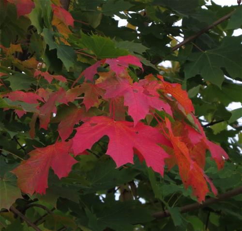 HerbstfarbenMosel2023-013