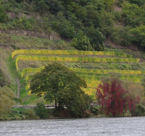 HerbstfarbenMosel2023-014