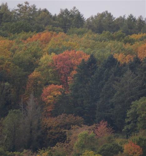 HerbstfarbenMosel2023-015