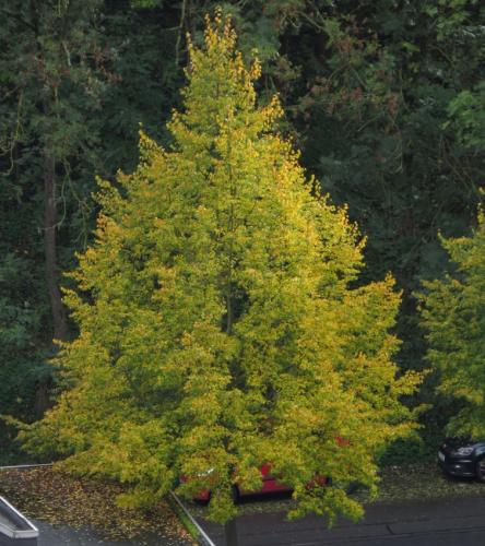 HerbstfarbenMosel2023-016