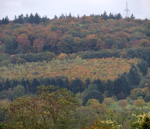 HerbstfarbenMosel2023-019