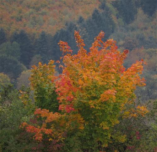 HerbstfarbenMosel2023-020