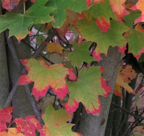 HerbstfarbenMosel2023-025