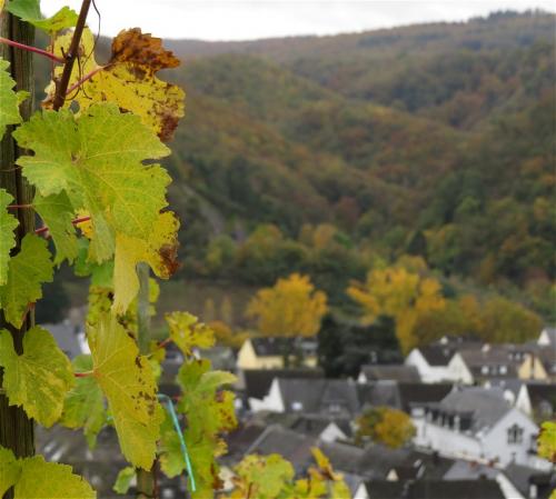 HerbstfarbenMosel2023-027