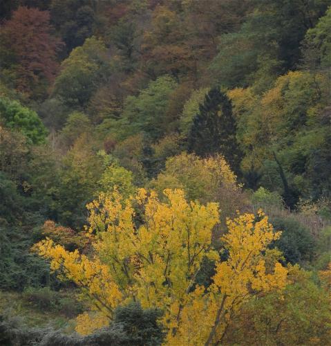 HerbstfarbenMosel2023-028