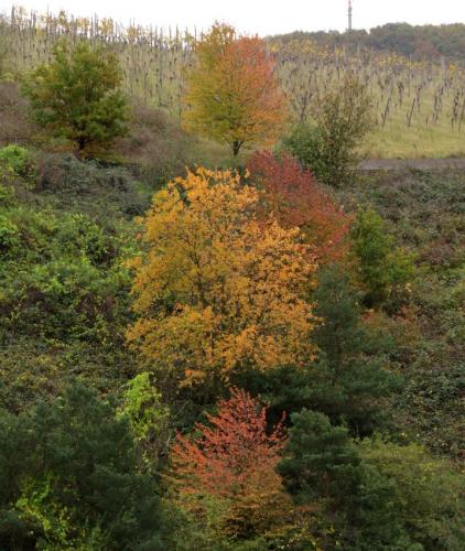 HerbstfarbenMosel2023-043