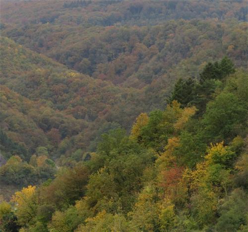 HerbstfarbenMosel2023-044