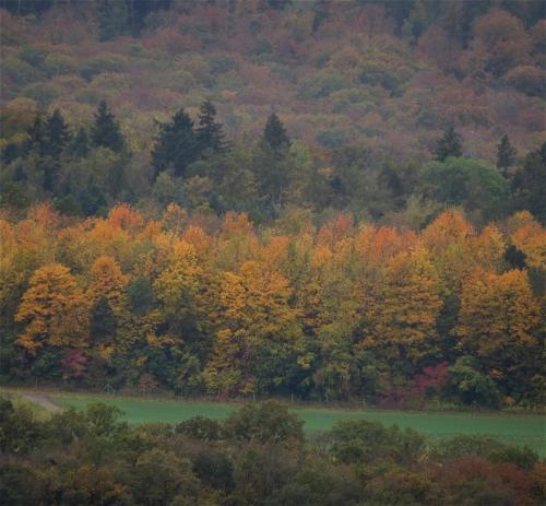 HerbstfarbenMosel2023-047