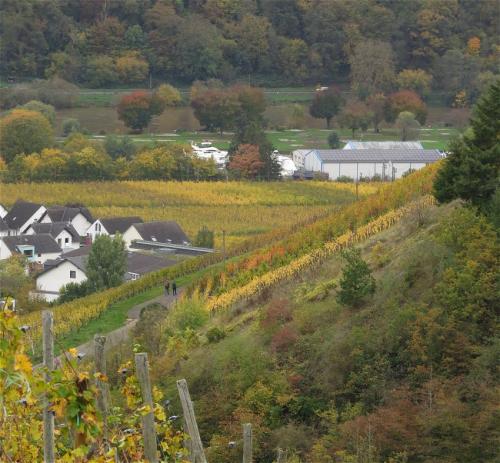 HerbstfarbenMosel2023-048