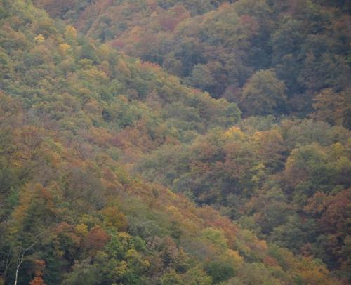 HerbstfarbenMosel2023-050