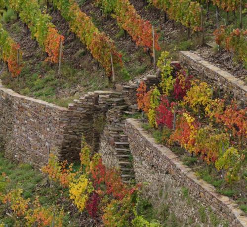 HerbstfarbenMosel2023-052