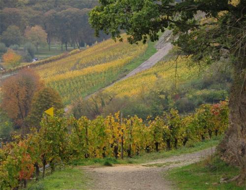 HerbstfarbenMosel2023-053