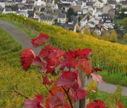 HerbstfarbenMosel2023-062
