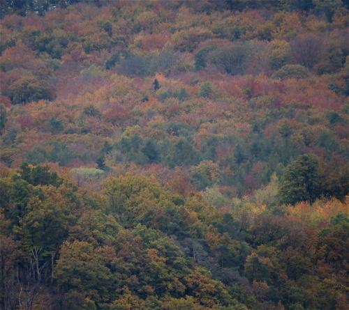 HerbstfarbenMosel2023-070