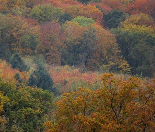HerbstfarbenMosel2023-074