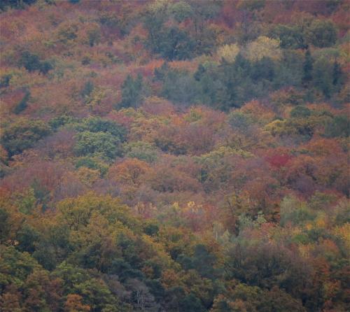 HerbstfarbenMosel2023-076