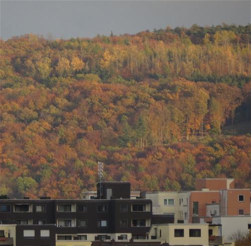 HerbstfarbenMosel2023-078