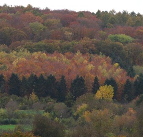 HerbstfarbenMosel2023-080