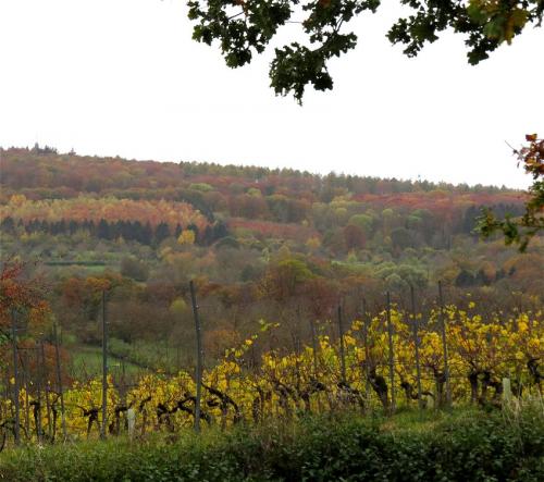HerbstfarbenMosel2023-081