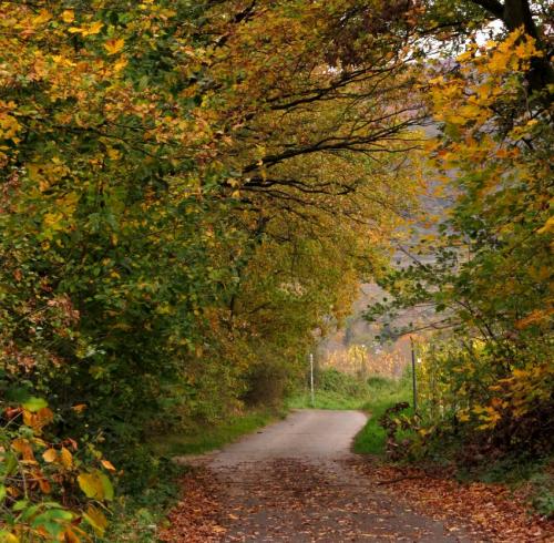HerbstfarbenMosel2023-082