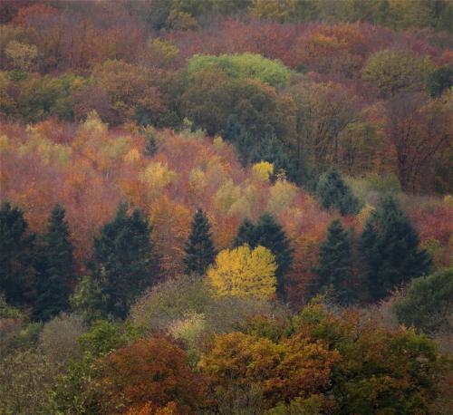 HerbstfarbenMosel2023-087