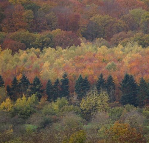 HerbstfarbenMosel2023-088