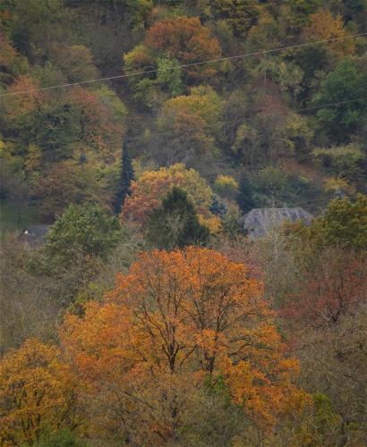 HerbstfarbenMosel2023-091