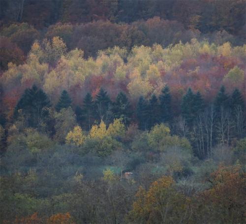 HerbstfarbenMosel2023-093