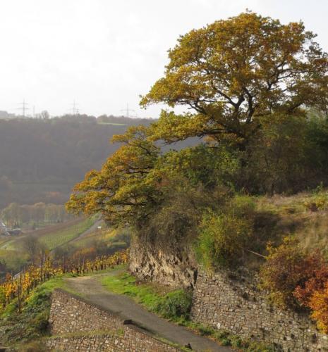 HerbstfarbenMosel2023-102