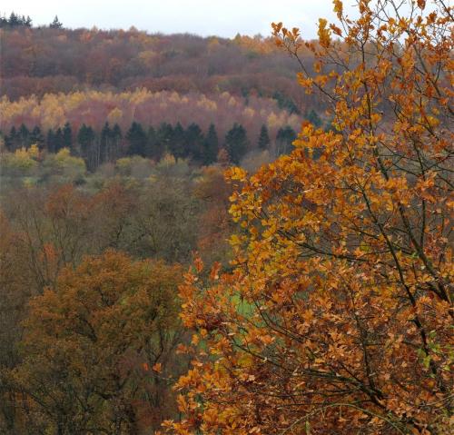 HerbstfarbenMosel2023-104