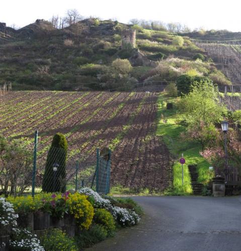 BurgThurant-und-Bleidenberg2024-006