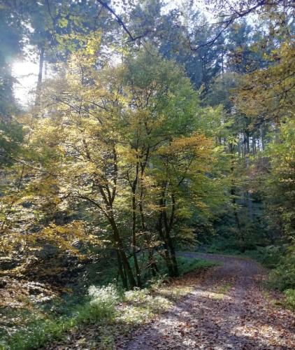 23102024CochemWetterfahneWinneburg47a