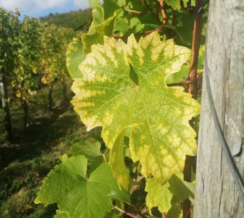 HerbstfarbenMosel07102024-001