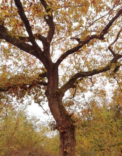 HerbstfarbenMosel08112024-002