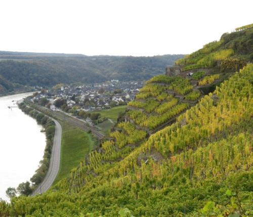 HerbstfarbenMosel20102024-003