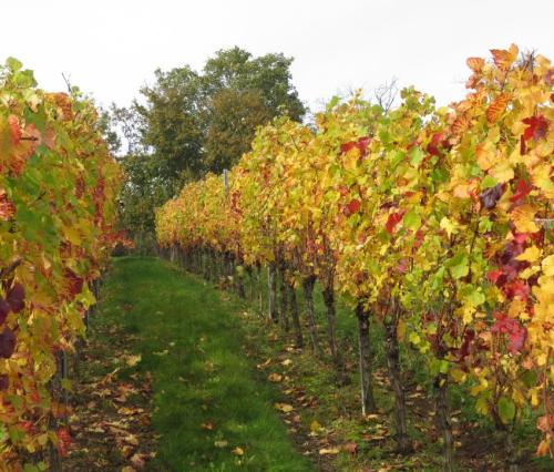 HerbstfarbenMosel20102024-004