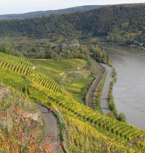HerbstfarbenMosel20102024-007