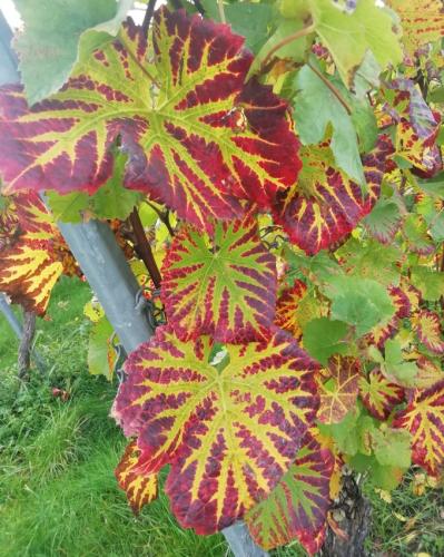 HerbstfarbenMosel20102024-008a