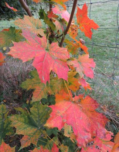 HerbstfarbenMosel20102024-009