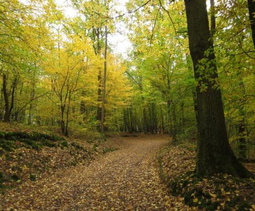 HerbstfarbenMosel24102024-002